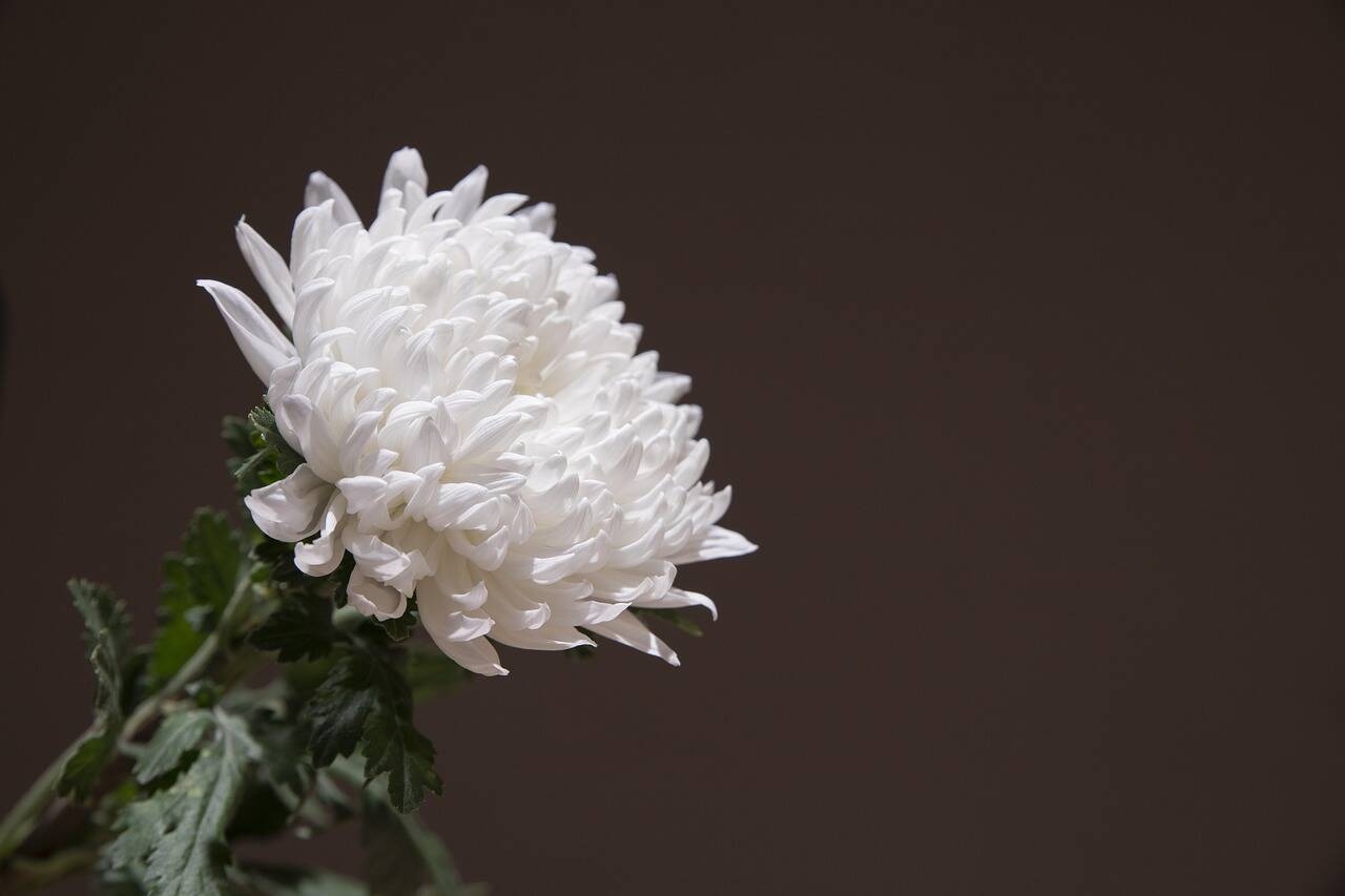 Immagine: chrysanthemum-5253659_1280