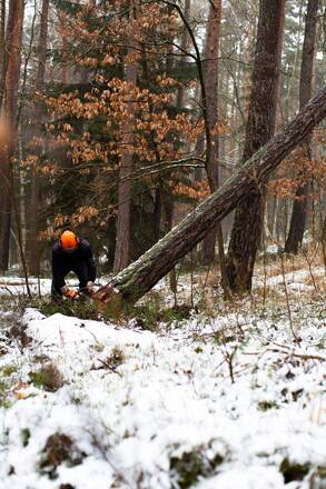 Indicazioni e modulistica per il taglio di alberi e piante nel territorio di Cortina d'Ampezzo